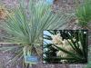 Yucca Yucca filamentosa